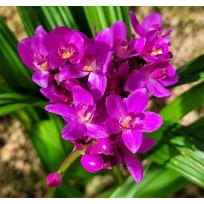 Spathoglottis Grapete (Perfume de Uva)