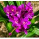 Spathoglottis Grapete (Perfume de Uva)