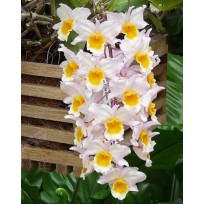 Dendrobium Farmerii - Pre Adulta