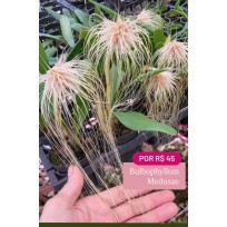 Bulbophyllum Medusae - SALDÃO