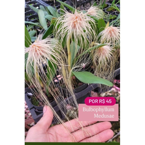 Bulbophyllum Medusae - SALDÃO