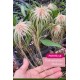 Bulbophyllum Medusae - SALDÃO