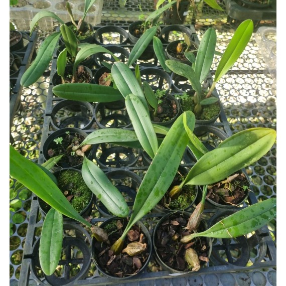 Bulbophyllum Medusae - SALDÃO