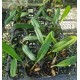 Bulbophyllum Medusae - SALDÃO