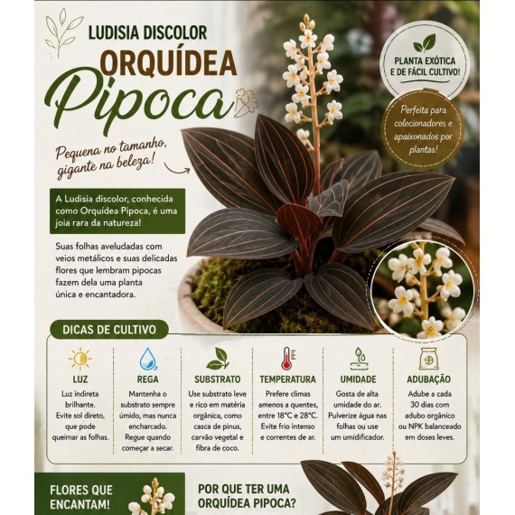 Touceirinha Ludisia Discolor (Orquídea Pipoca)
