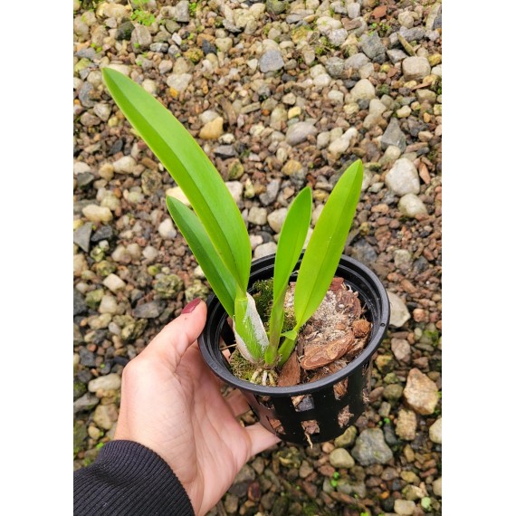 Laelia Anceps Tipo - MUDA
