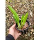 Laelia Anceps Tipo - MUDA