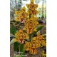 Odontocidium Tiger Crown - AD