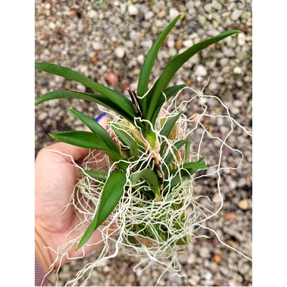 Ionopsis Paniculata (Chuva de Prata) - AD