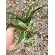Ionopsis Paniculata (Chuva de Prata) - AD