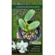 Cattleya Walkeriana Alba Nevada - Pre Adulta