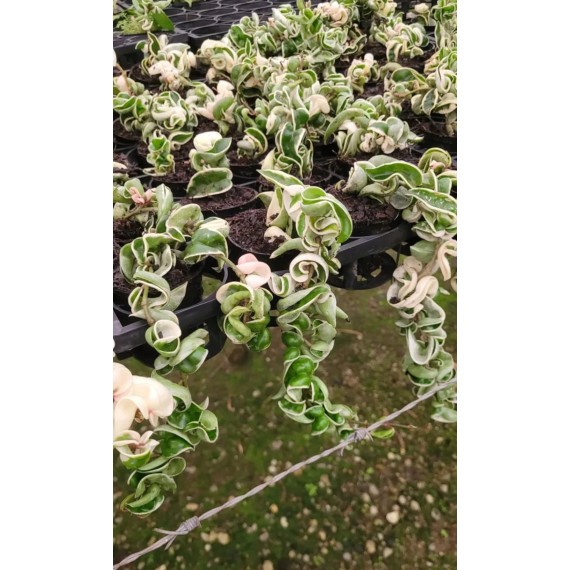 Flor de Cera Hoya Compacta Variegata
