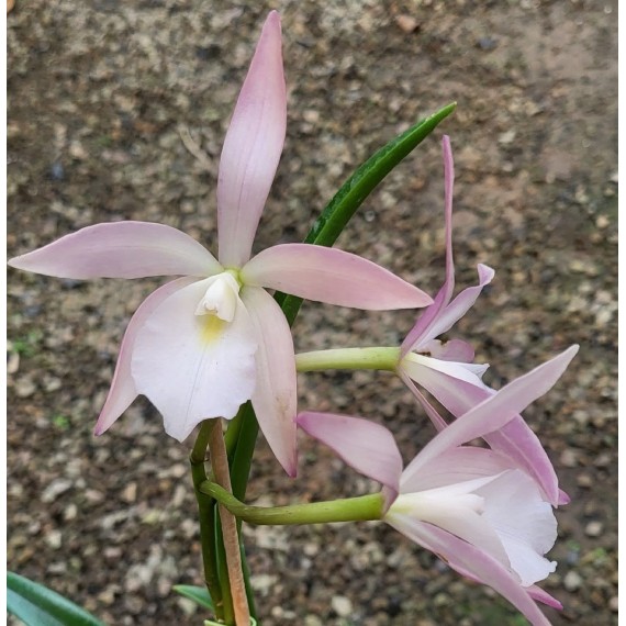 Brassavola Tuberculata x  C. Pedra da Gavea - AD