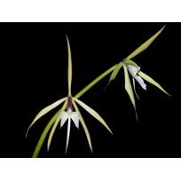 Epidendrum Tridens - Ad