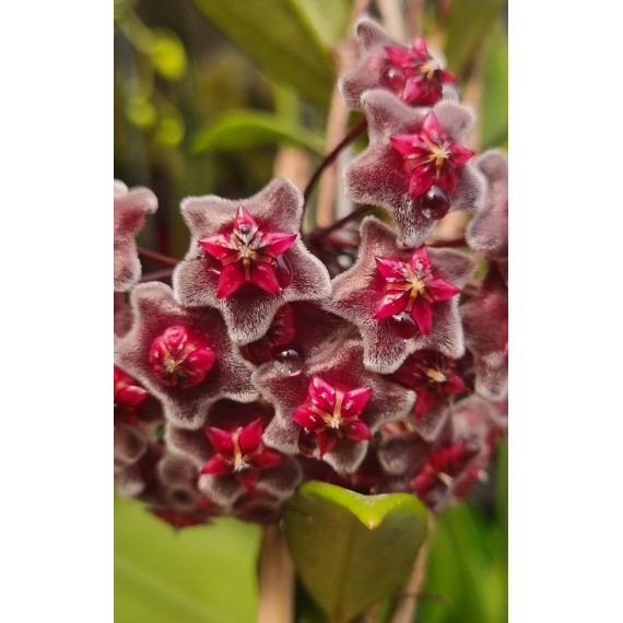 Flor de Cera (Hoya Red Buttons) - Muda 10 cm