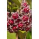 Flor de Cera (Hoya Red Buttons) - Muda 10 cm