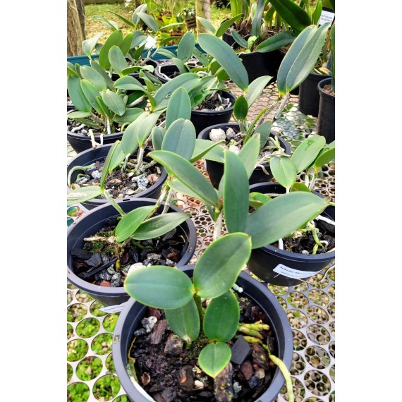 Cattleya Aclandiae Albescens x Alba - AD