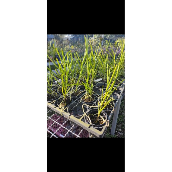 Vanda Teres - 15CM