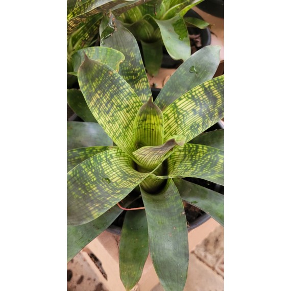 Bromélia Vriesea Gigantea