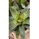 Bromélia Vriesea Gigantea