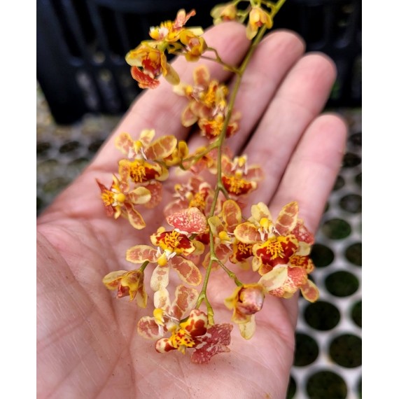 Oncidium Twinkle Mesclado (COM HASTE FLORAL)
