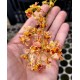 Oncidium Twinkle Mesclado (COM HASTE FLORAL)