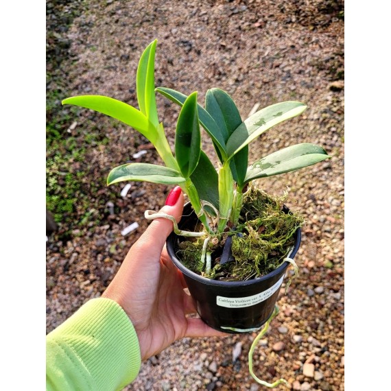 Cattleya Violácea var. S. Alba Striata - Adulta