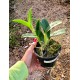 Cattleya Violácea var. S. Alba Striata - Adulta