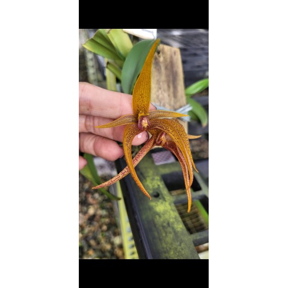 Bulbophyllum Smitinandii Hibrido (AD)