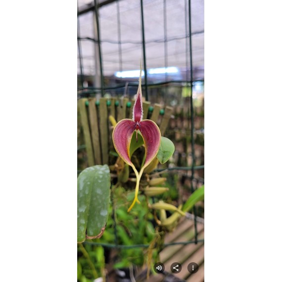 Bulbophyllum Blumei - AD
