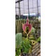 Bulbophyllum Blumei - AD