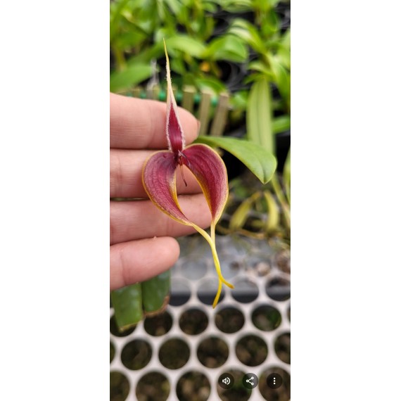 Bulbophyllum Blumei - AD