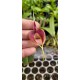 Bulbophyllum Blumei - AD