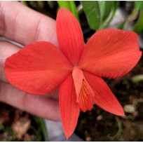 Sophronitis Coccinea - AD