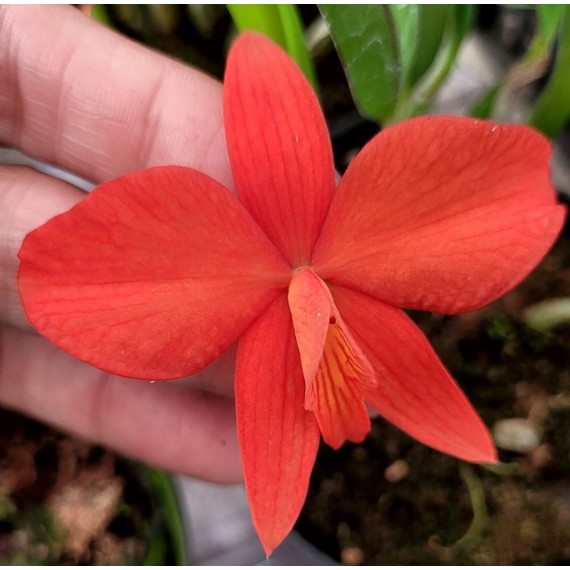 Sophronitis Coccinea - AD