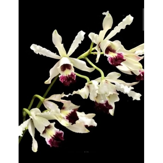 Myrmecophylla Albopurpurea - Seedling
