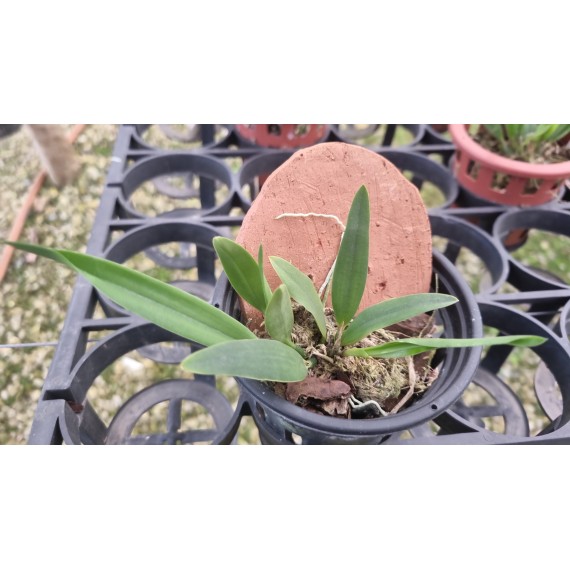 Sophronitis Coccinea - AD