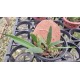 Sophronitis Coccinea - AD