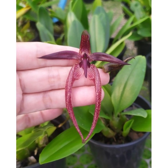 Bulbophyllum Meen Garuda  - AD