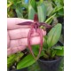 Bulbophyllum Meen Garuda  - AD
