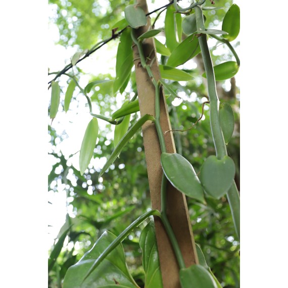 Vanilla Planifolia (Baunilha) - 20 cm