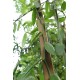 Vanilla Planifolia (Baunilha) - 20 cm