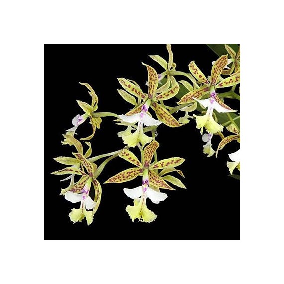 Epidendrum Stanfordianum -  AD