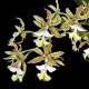 Epidendrum Stanfordianum -  AD