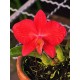 Sophronitis Brevipedunculata - AD