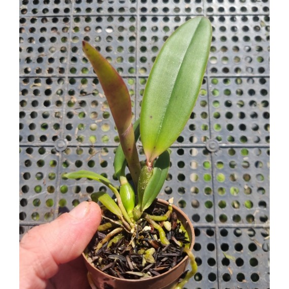 Cattleya Lueddemanniana tipo - T3