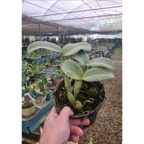 Cattleya Nobilior  -  AD