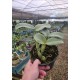 Cattleya Nobilior  -  AD