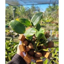 Cattleya Aclandiae no cachepo c/ arame