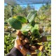 Cattleya Aclandiae no cachepo c/ arame